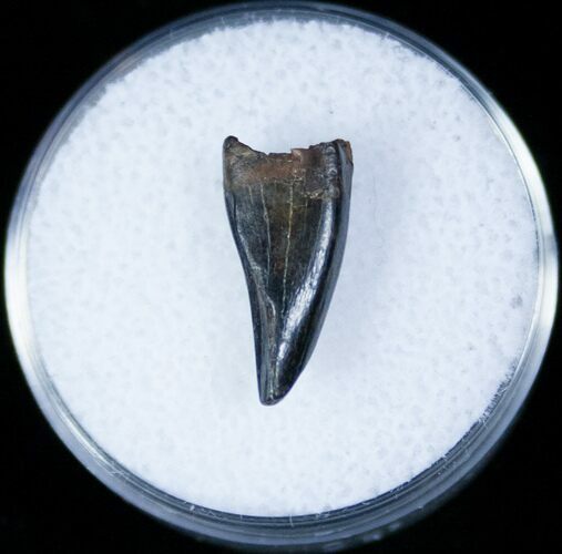 Tyrannosaurid (cf Aublysodon) Tooth - Montana #12375